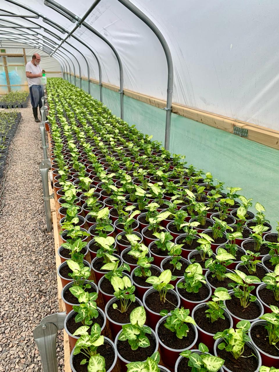 Plantlets potted into 12cm pots